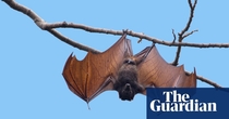 Bat soup, dodgy cures and 'diseasology': the spread of coronavirus misinformation