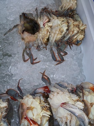 Soft-shell crab