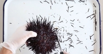  Sea Urchin