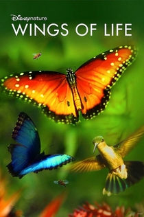 Películas de KiraNi 