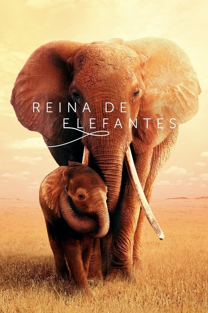 Reina de elefantes - 2019