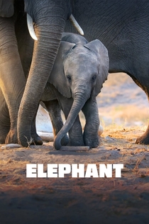 Elephant - 2020