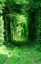 Туннель любви (памятник природы) 