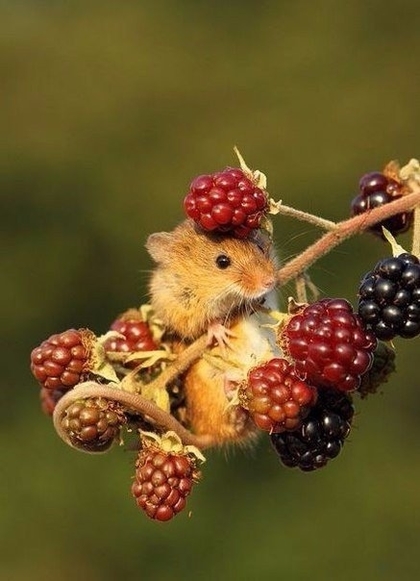 Книги от Viktorija Novikova