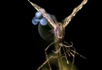 Could this laser zap malaria?