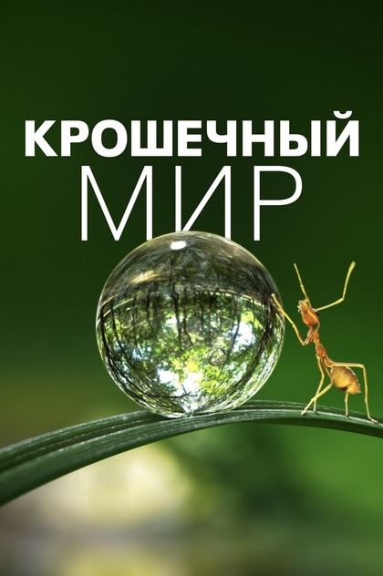 Крошечный мир | 2020