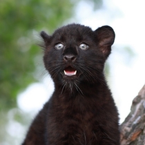 Youtube каналы от Little Montana